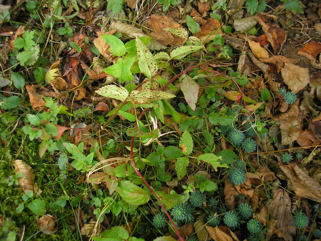 Puccinia-pulverulenta_Epilobium-montanum